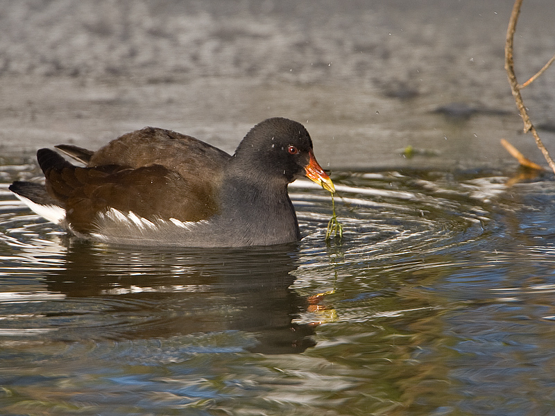 Gallinula chloropus Moorhen Waterhoen